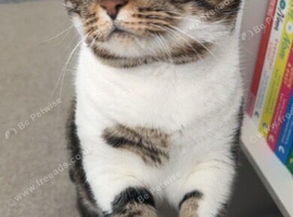 Muffin beautiful female cat