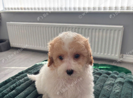 Cavapoos ready now 2 boys