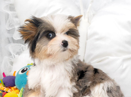 Four Exceptional Colourful Yorkshire Terrier Girls