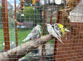 budgies for sale