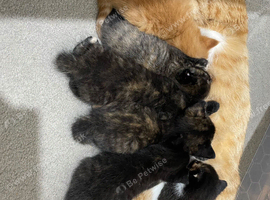 4 Gorgeous Calico kittens (all girls) 4 weeks old