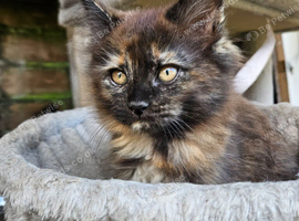 Pretty registered maine coon girls