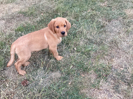 Fox red puppies. READY NOW. The boys are big puppies.