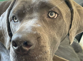 Female cane corso