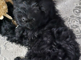 Male 24 wks old