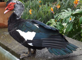 ducks and drakes for sale