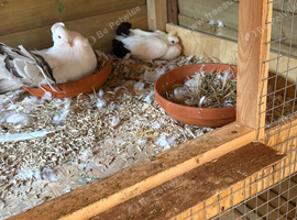 **Show Indian Fantails &ndash; Beautiful Pair **