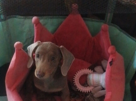 15 week old lovely girl
