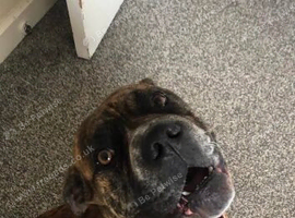 Female boxer cross cane corso