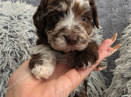 Stunning litter of F1b cockerpoos 3 merls 2 chocolat