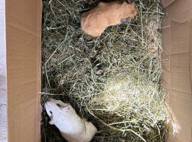 Baby guinea pigs