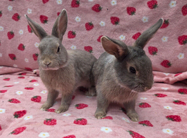 Blue fawn plush mini lop 11 weeks