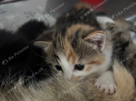 Tabby ginger kitten