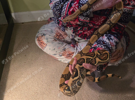 Male dwaf boa and female