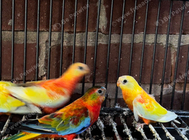 Stunning young baby red rupmd parakeet