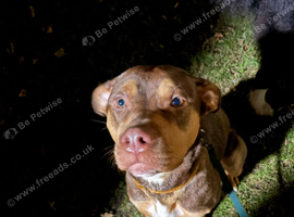 Bullador zena