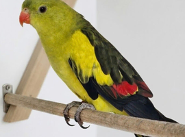Breeding pair of rock pebblers