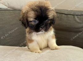 SHIH TUZ  PUPPIES full breed