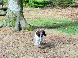 Springer spaniel