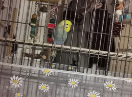 Budgie