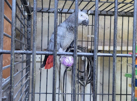 Breeding female