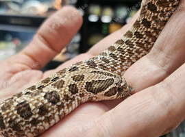 cb26 western hognose for sale
