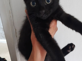 Black cat