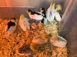 Chinese painted Button quail . All ages available