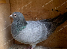 Qualmond 2026 racer racing pigeon RPRA ring