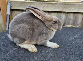 Mini rex babys