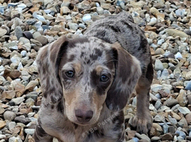 Female miniture dapple Dachshund