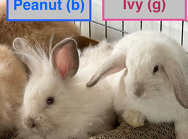 Double Maned Lionheads READY NOW