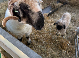Wonderful Valais Blacknose Ewe with Ewe lamb