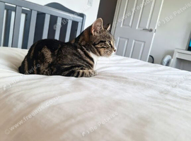 12 month old cat