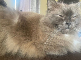 Ragdoll female