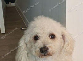 Maltese for sale (benny)