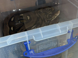 12ft reticulated python female