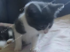 Male and female kittens