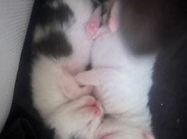 Beautiful kittens READY IN 2 WEEKS