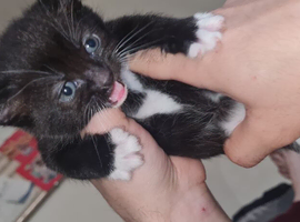 Beautiful fluffy kittens