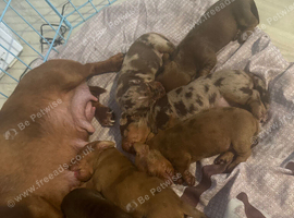 My girl Diora and her beautiful babies