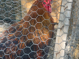 Copper marans pair