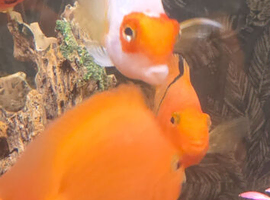 Lionhead Parrot