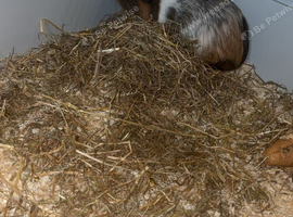 Make guinea pig