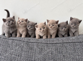 Beautiful British Shorthair Kittens BSH