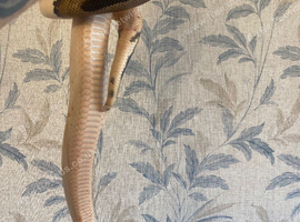 Pied ball python and setup