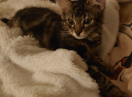 Tabby kitten male