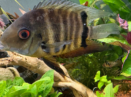 Green severum