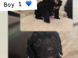 Spinger poo puppies
