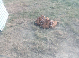 Pedigree Oxford Sandy & Black weaners